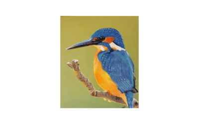 Kingfisher