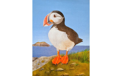 Puffin Watch